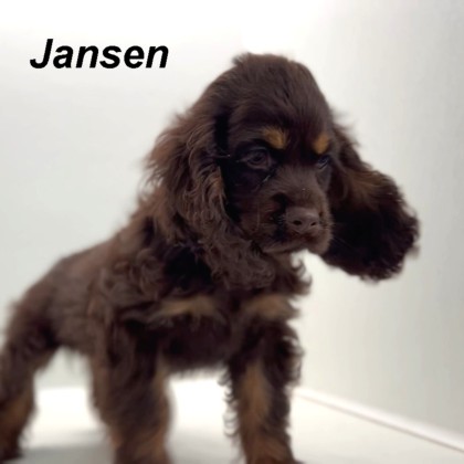 puppy, for, sale, Cocker Spaniel, Joe & Cherri  Overlease, dog, breeder, Miller, MO, dog-breeder, puppy-for-sale, forsale, nearby, find, puppyfind, locator, puppylocator, aca